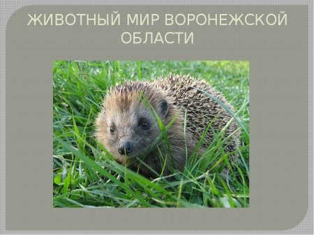 Животный Мио воронедскойобласти