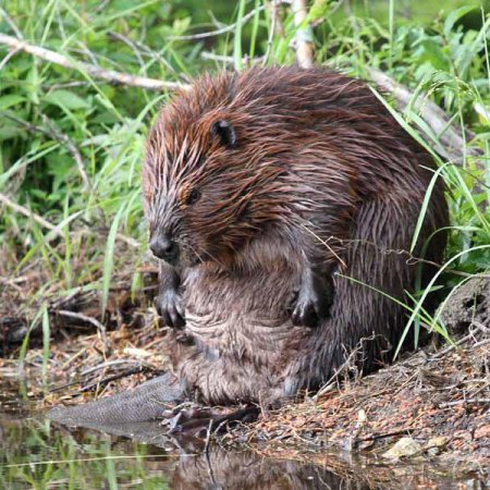 Воронежский заповедник Речной Бобр
