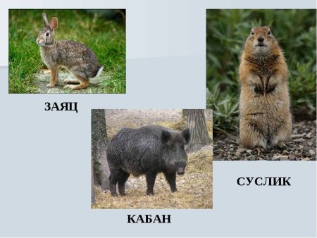 Животные Воронежского края