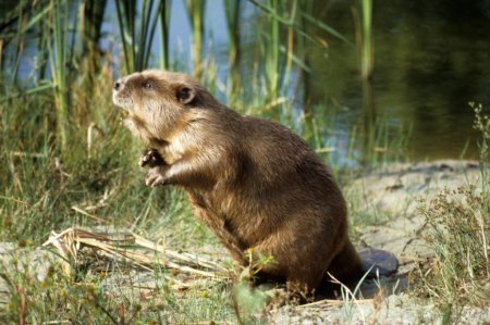 Воронежский заповедник Бобр