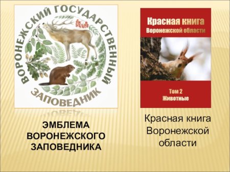 Красный горный волк