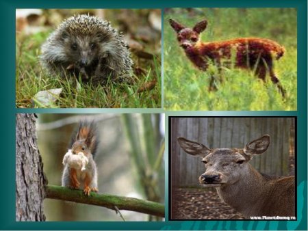 Заповедник рисунок