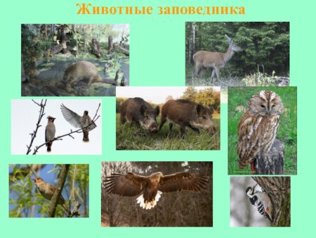 Мир заповедной природы рисунки