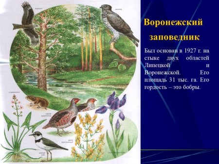 Птицы Воронежского заповедника
