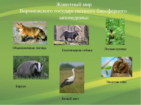 Конкурс детских рисунков животные