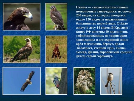 Хорь-перевязка дети