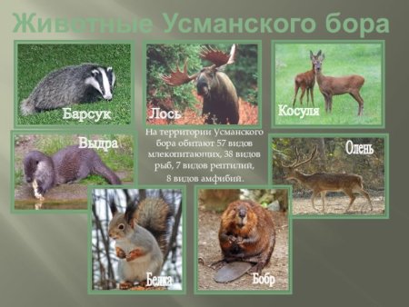 Обитатели Воронежского заповедника