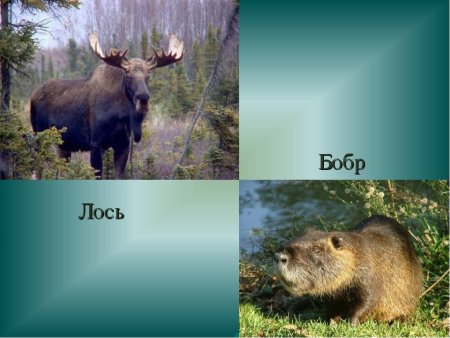 Хопёрский заповедник Воронежская область животные и растения