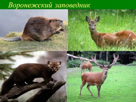 Растения и животные занесенные в красную книгу Воронежской области