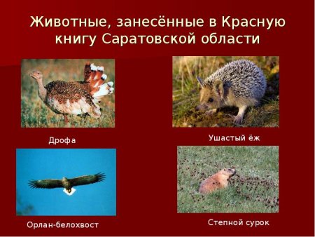 Животные которые занесены в красную книгу Саратовской области