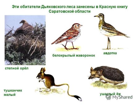 Красная книга Саратовской области животные и растения