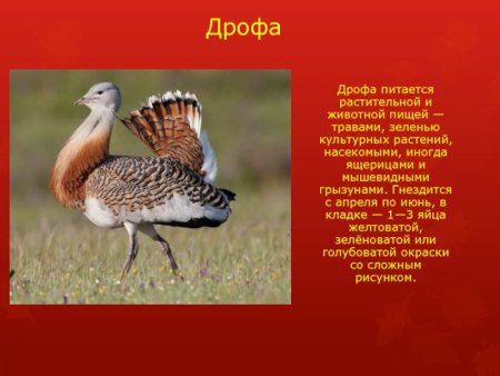 Дрофа красная книга Челябинской области