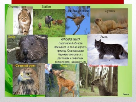 Растения и животные Саратовской области занесенные в красную книгу