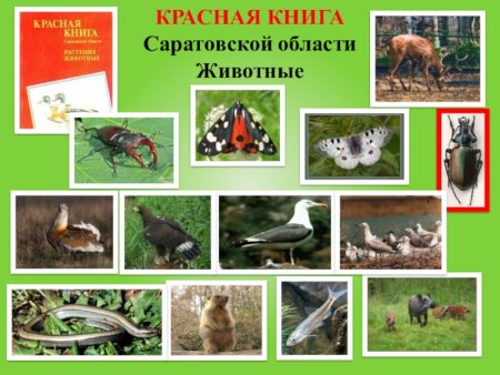 Животные Саратовской области занесенные в красную книгу