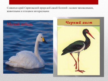 Животные из красной книги Саратовской области