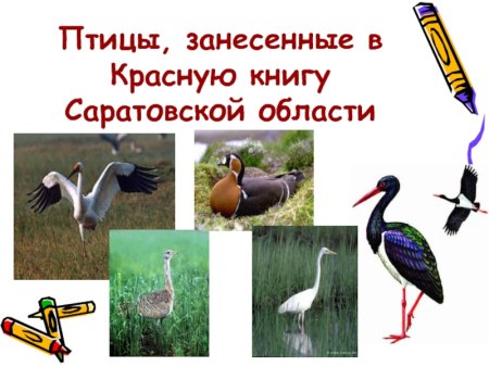 Красная книга Саратовской области птицы