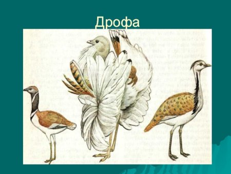 Красная книга Саратовской области птицы