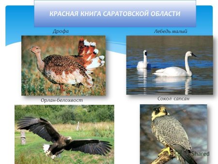 Растения и животные Саратовской области занесенные в красную книгу