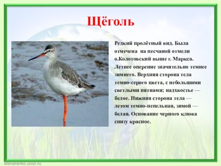 Животные Саратовской области занесенные в красную книгу