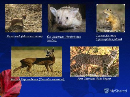 Редкие животные занесенные в красную книгу Саратовской области