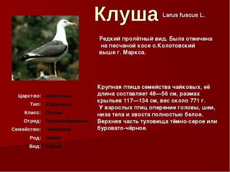 Животные из красной книги Саранской области