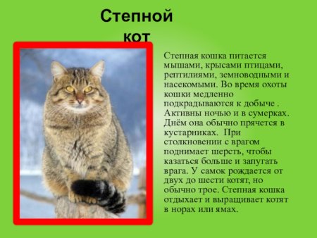 Животные красной книги Саратовской области