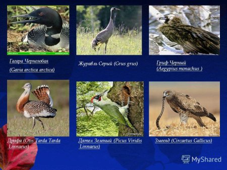 Животные Саратовской области