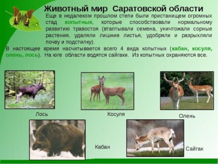 Животные красной книги Саратовской области