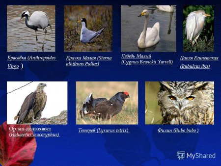 Растения и животные Саратовской области занесенные в красную книгу