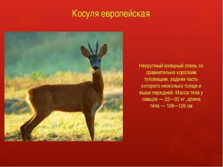 Животные Саратовской области занесенные в красную книгу список