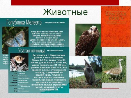 Животные из красной книги Саратовской области