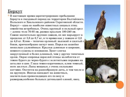 Красная книга Саратовской области книга