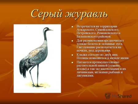 Животные Саратовской области занесенные в красную книгу