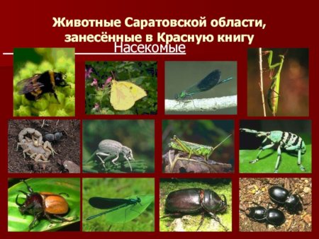 Краснокнижные птицы Саратовской области