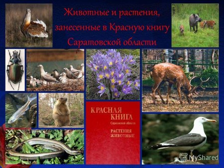 Обложка красной книги Саратовской области