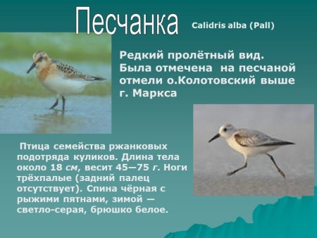 Животные красной книги Саратовской области