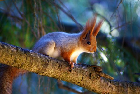 Животные Ленинградской области