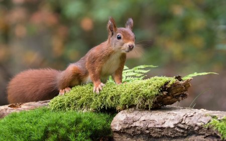 Белка Пушной зверь