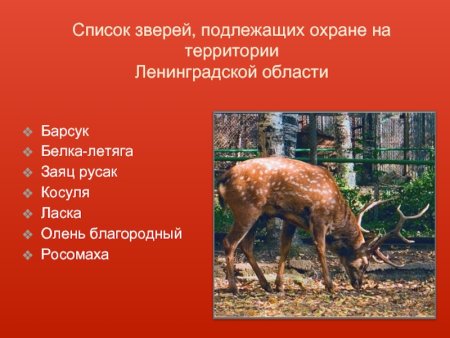 Животные которые занесены в красную книгу Ленинградской области