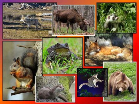 Растительный и животный мир Ленинградской области