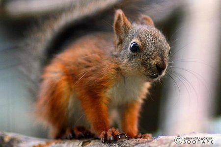 Животный мир Ленинградской области