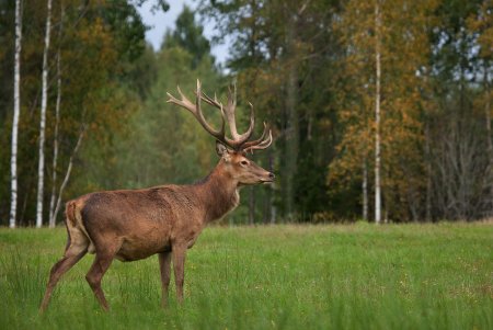 Благородный олень Ленинградской области