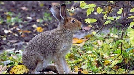 Заяц Беляк осенью