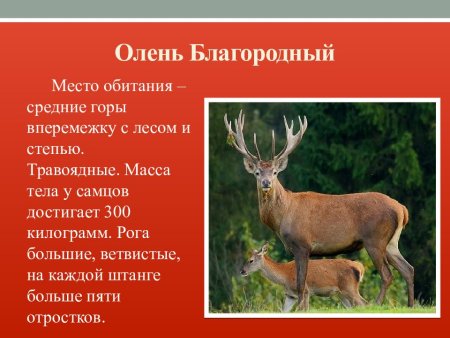 Благородный олень красная книга