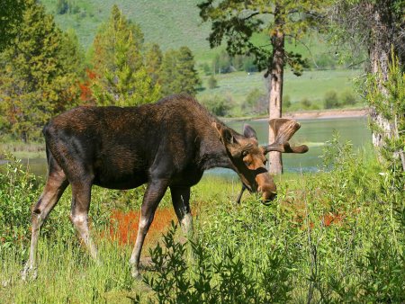 Лось и лосенок в лесу Ленинградской области