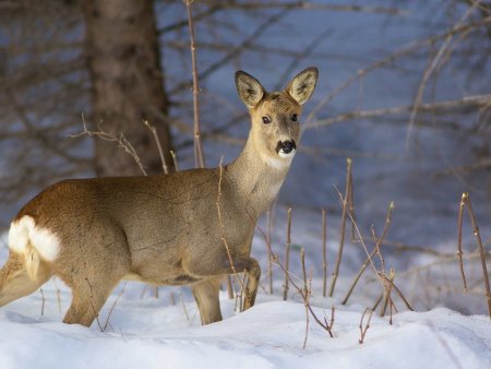 Косуля Сибирская (capreolus pygargus Pall.)