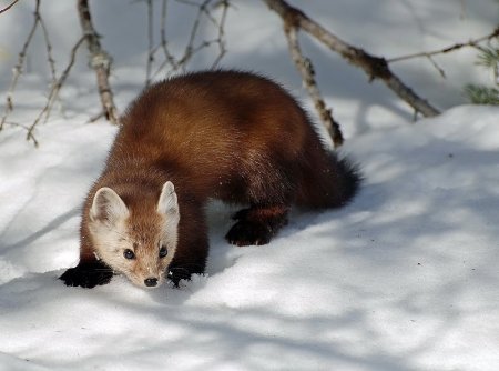 Норка Лесная куница