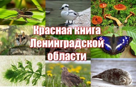 Животные и птицы Ленинградской области занесенные в красную книгу