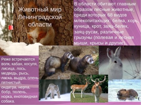Животные и растения Ленинградской области