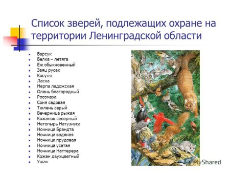 Список животных занесенных в красную книгу Ленинградской области